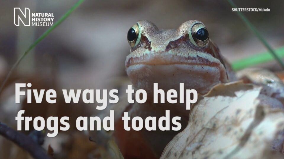 Video thumbnail: Five Ways to Help Frogs and Toads