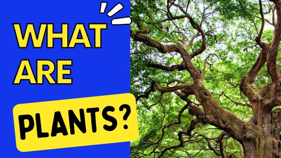 Video thumbnail: What Are Plants