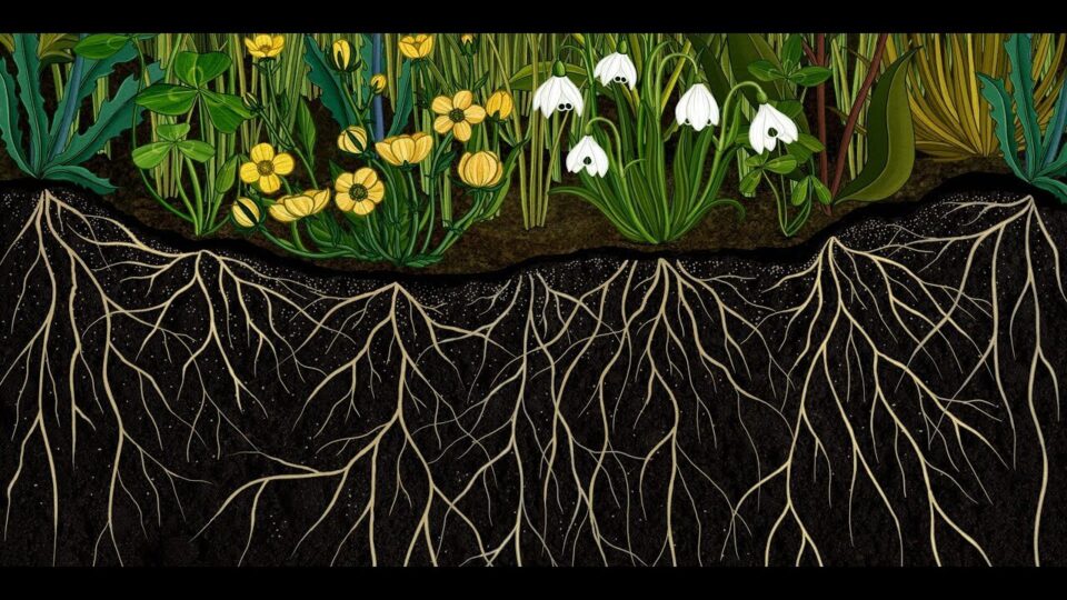 Video thumbnail: Story of Flowers (Animation)