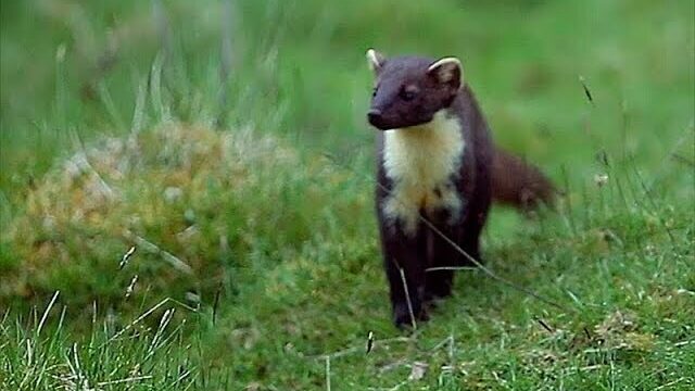 Video thumbnail: Pine Marten, Cairngorms - Speyside Wildlife Hide