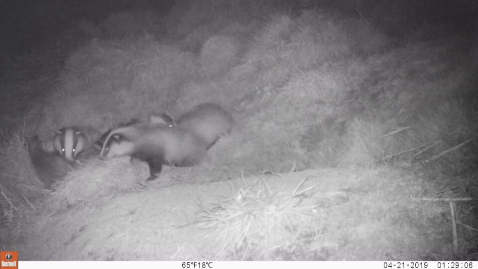 Video thumbnail: Badger - Mum with 3 Cubs