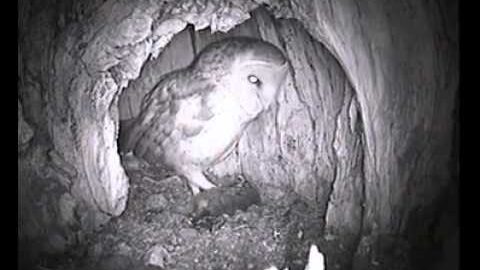 Video thumbnail: Female Barn Owl Regurgitates Pellet