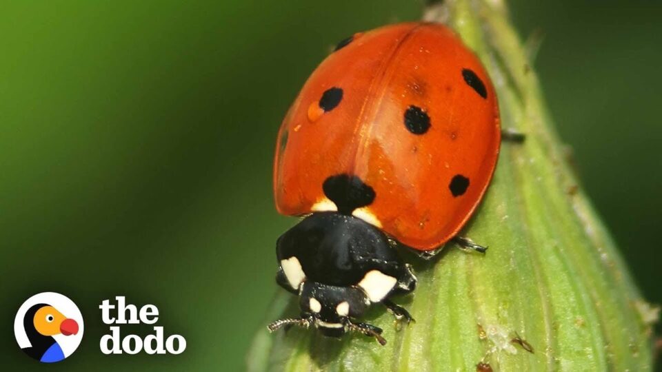 Video thumbnail: Lifecycle of a Ladybird
