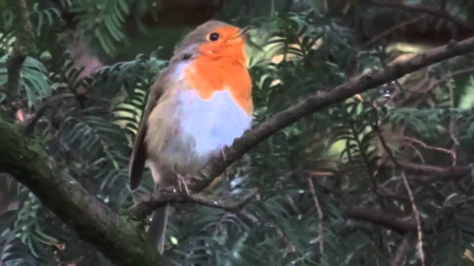 Video thumbnail: Robin Singing For The Autumn Territory