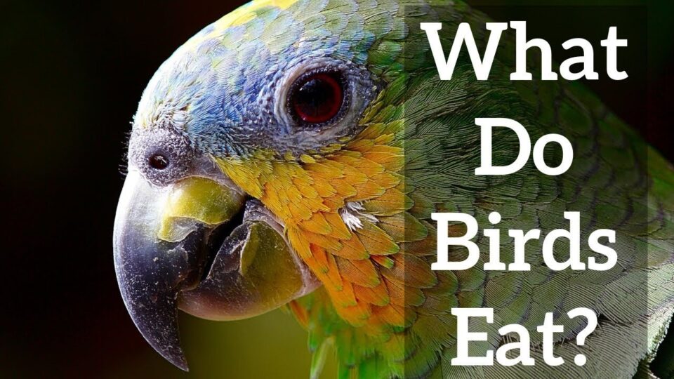 Video thumbnail: Bird Beaks - What do Birds Eat?