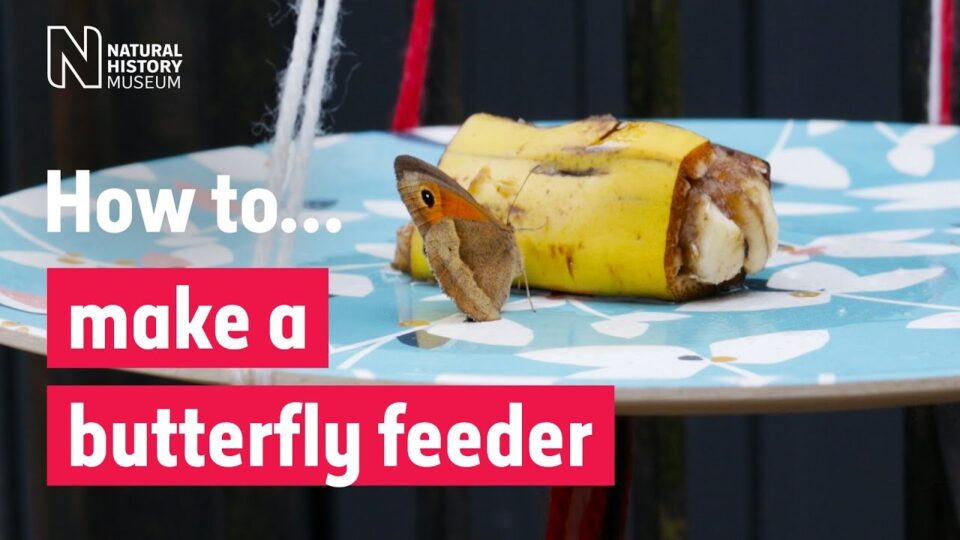Video thumbnail: Make A Butterfly Feeder
