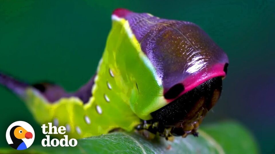 Video thumbnail: Watch This Caterpillar Turn Into A Puss Moth