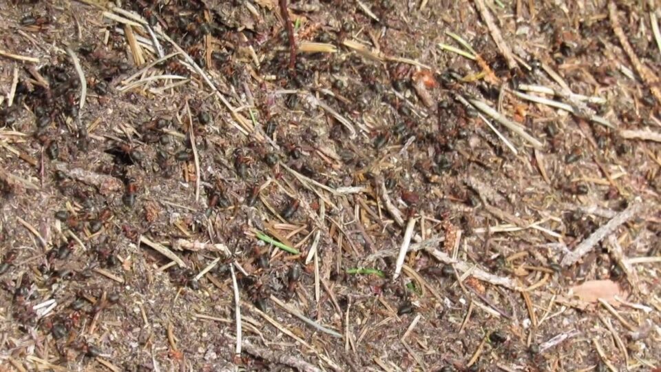 Video thumbnail: Wood Ant Nest in the Scottish Highlands