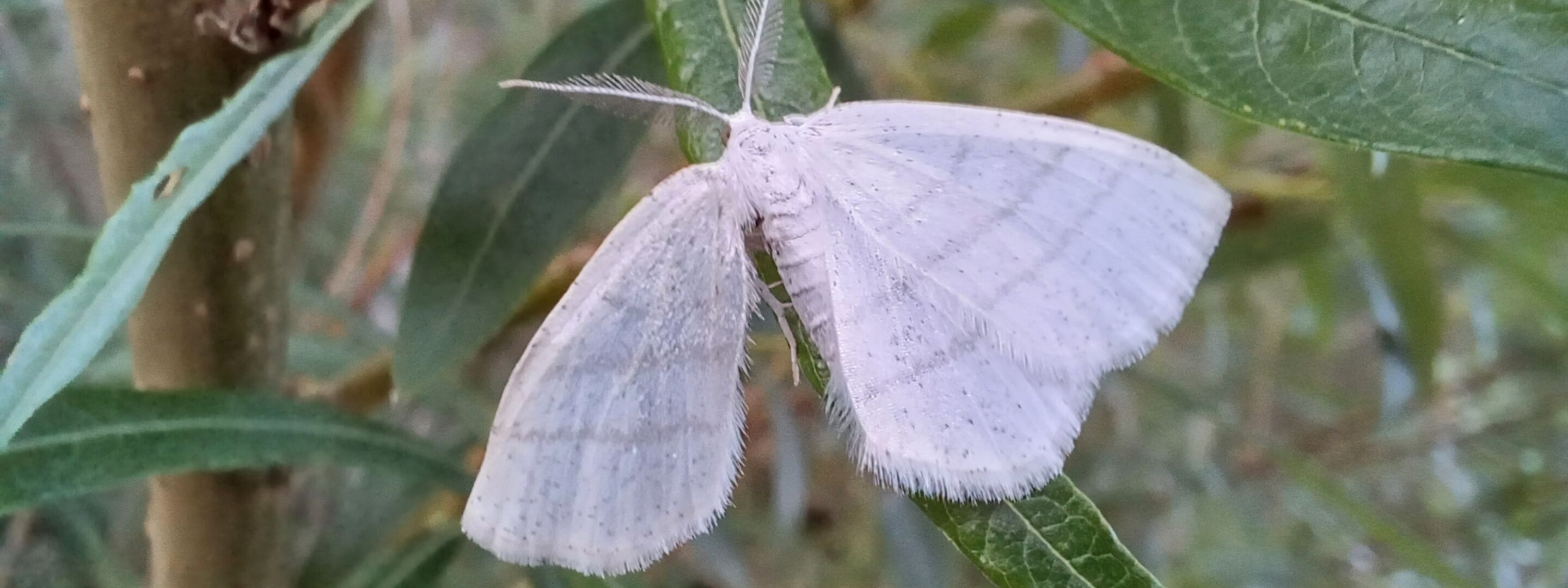 2025 06 20 White Moth