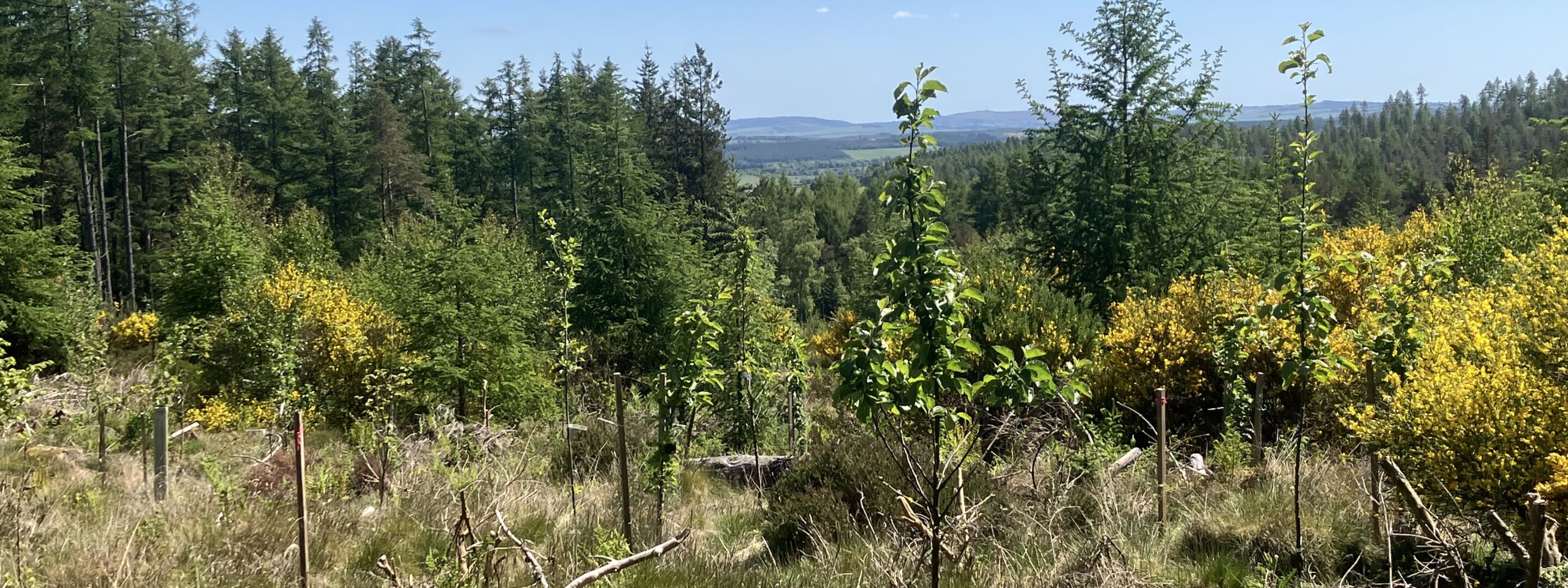 Foraging woodland 1