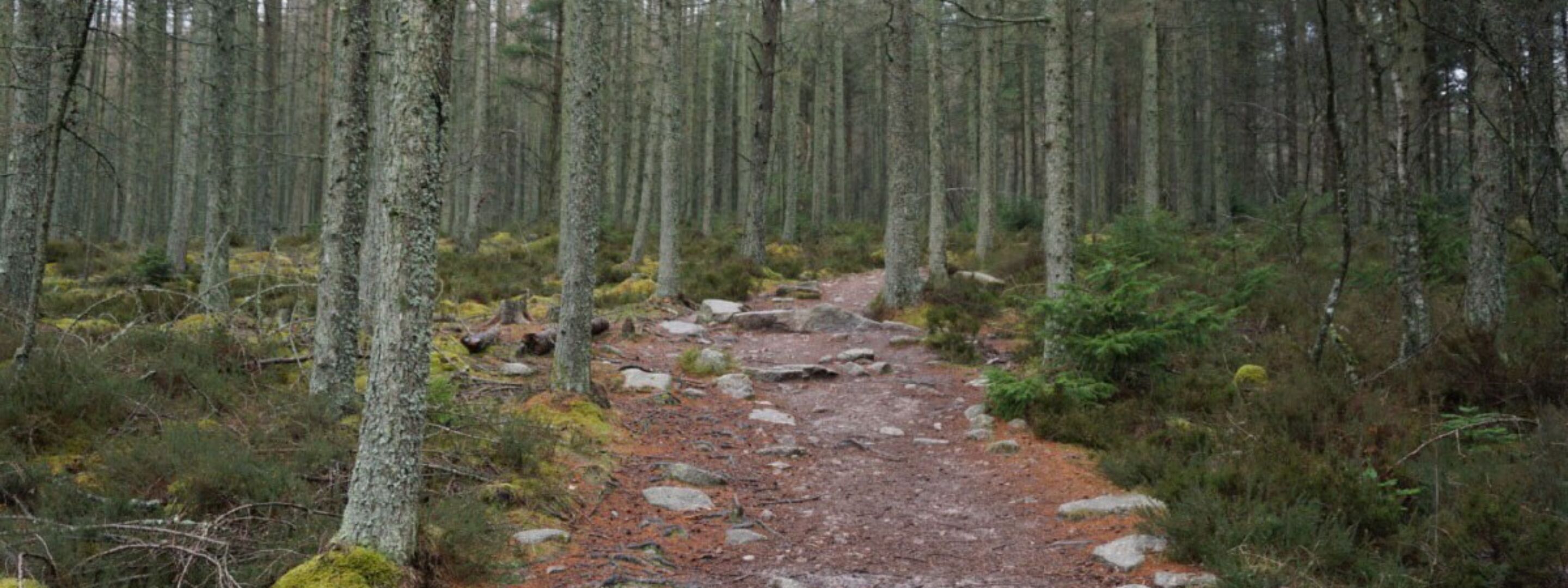 Path 1