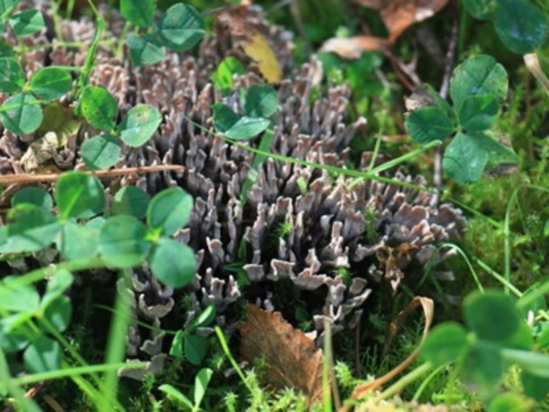 2024 09 14 Fungal Foray stinking earthfan