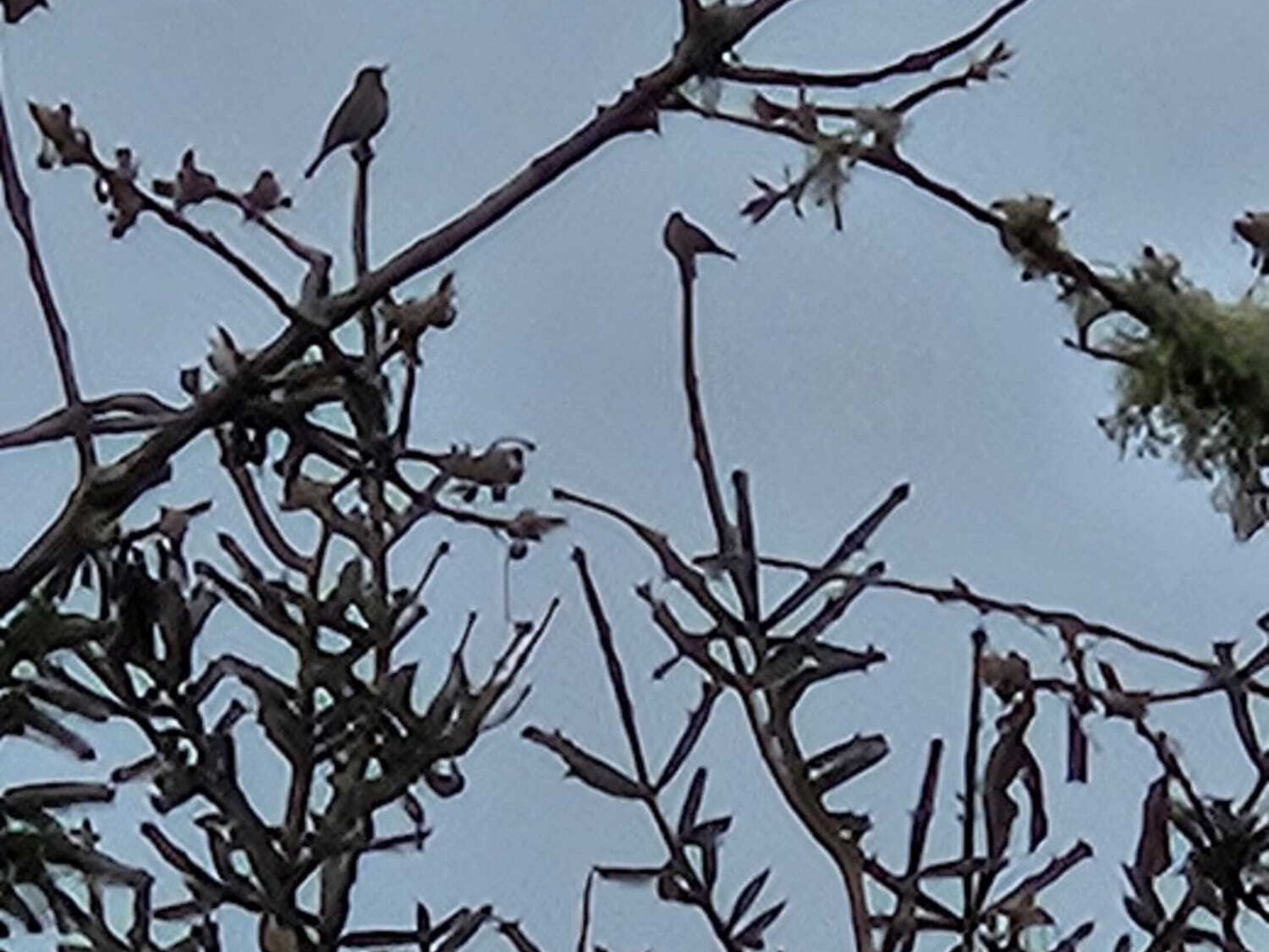 20240427 Wildlife birds in trees Prt
