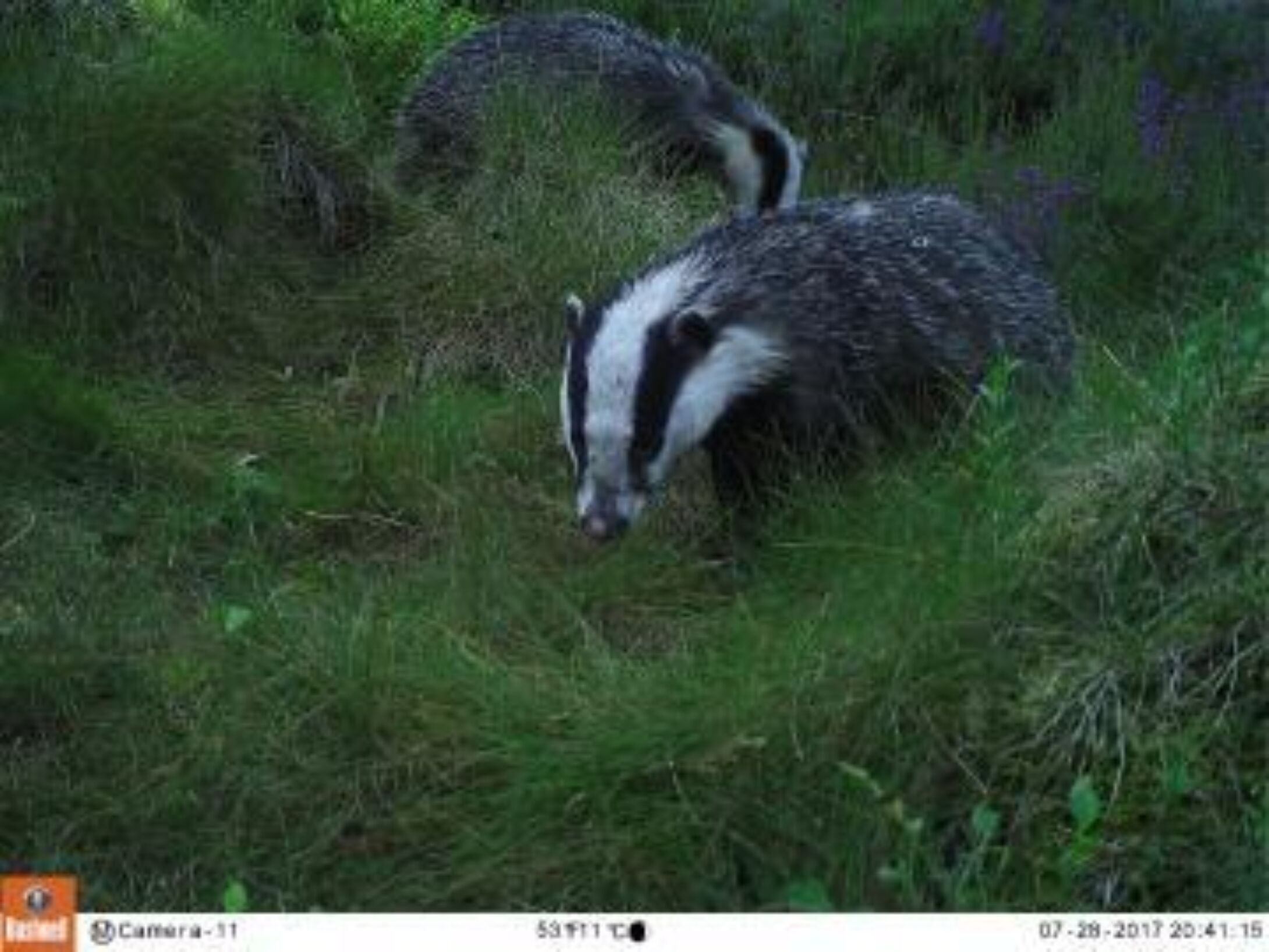 Badger July 20170728