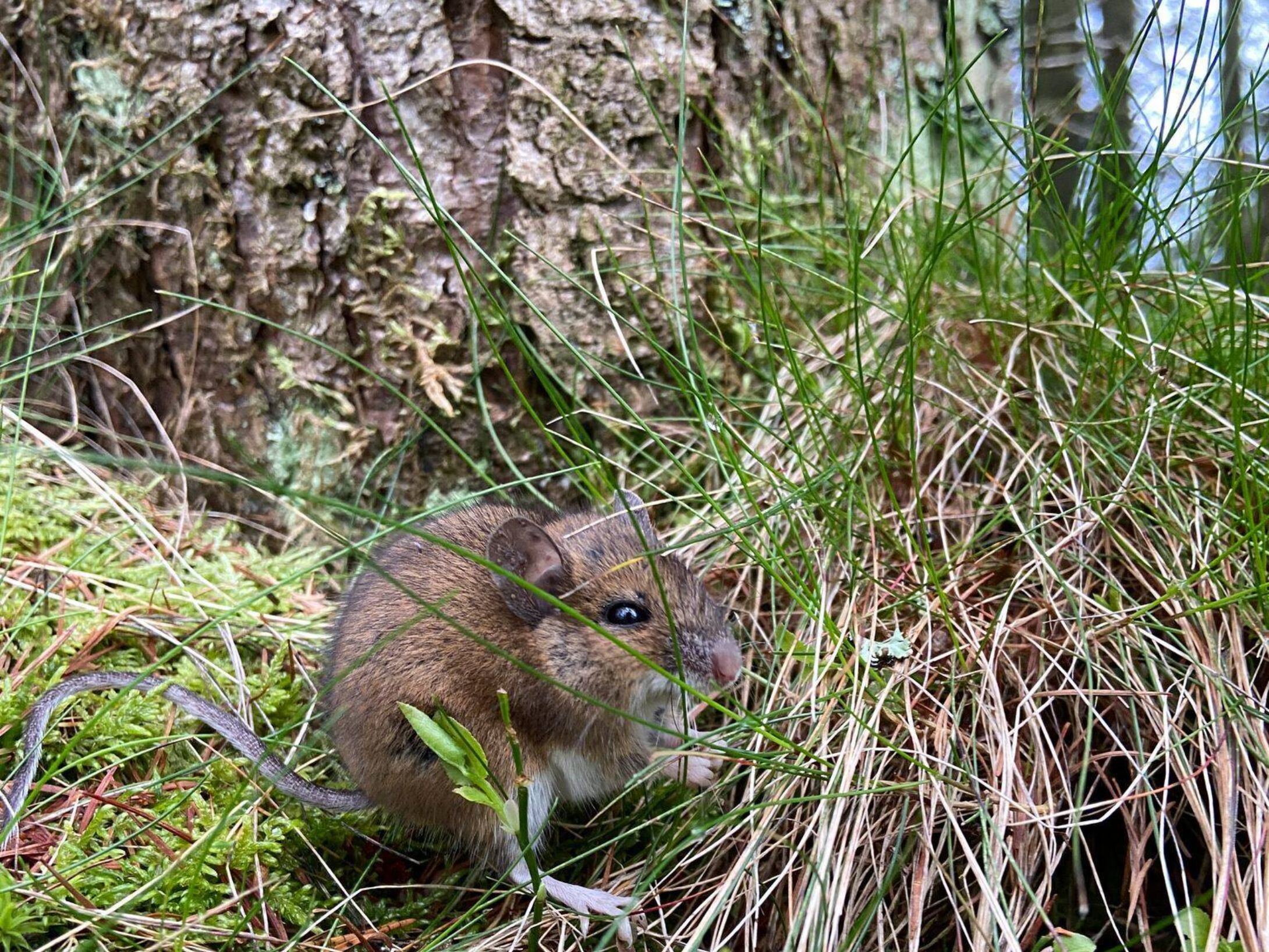 Mouse