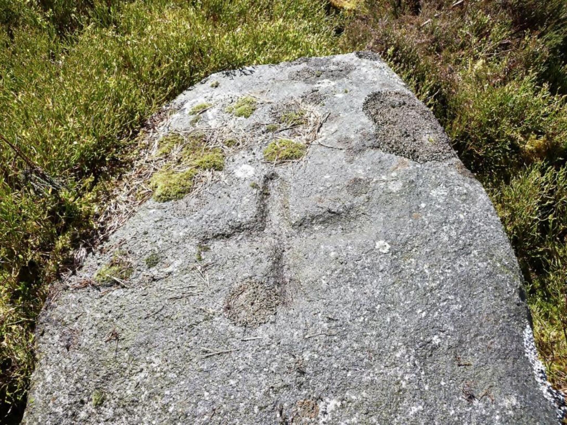SAM1 Afforsk Stone d26c704160cff6bd22713001322238ee 1024x0