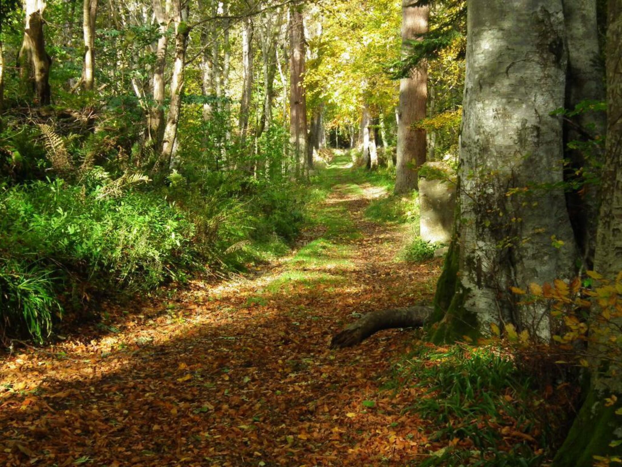 SSI1 Paradise Wood 4302946ee2d5039f050213c5b245b3a2 1024x0