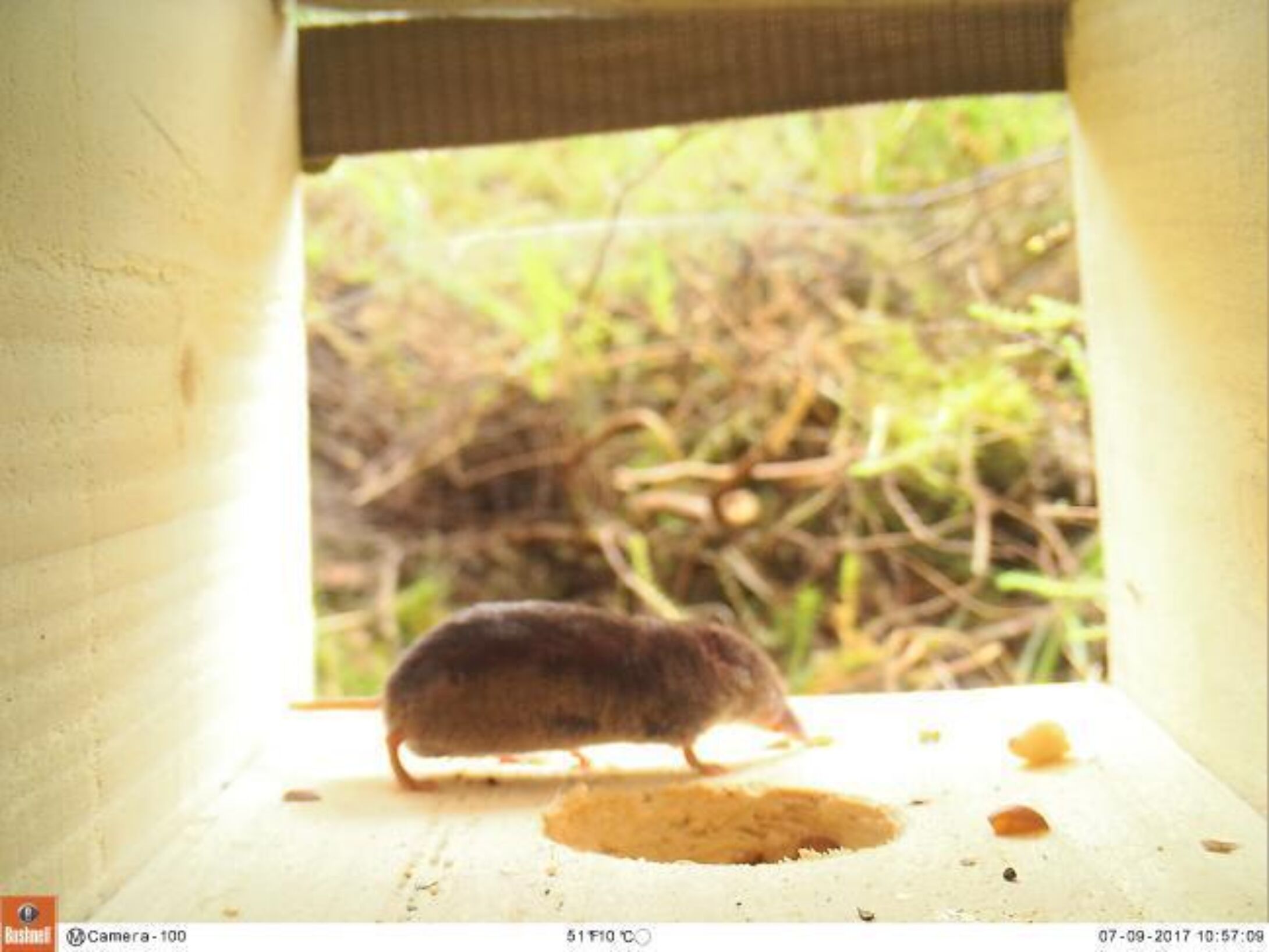 Shrew 9th July