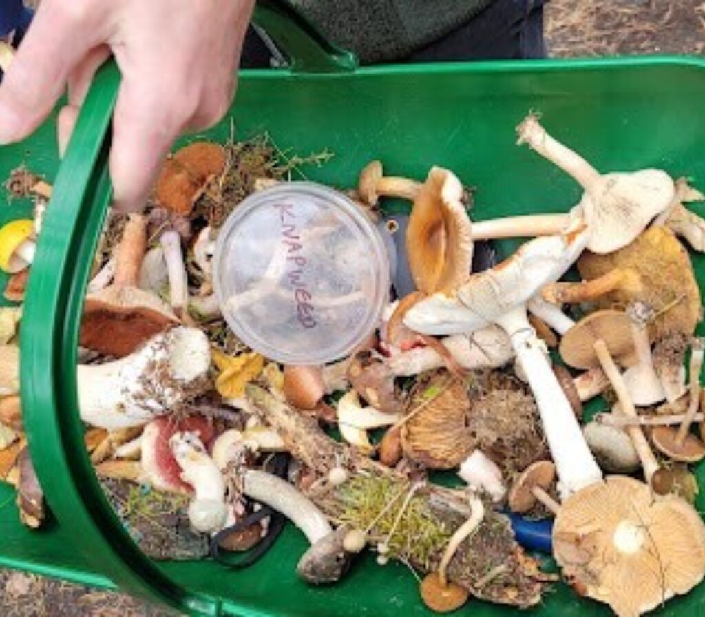 2024 09 14 Fungal Foray basket