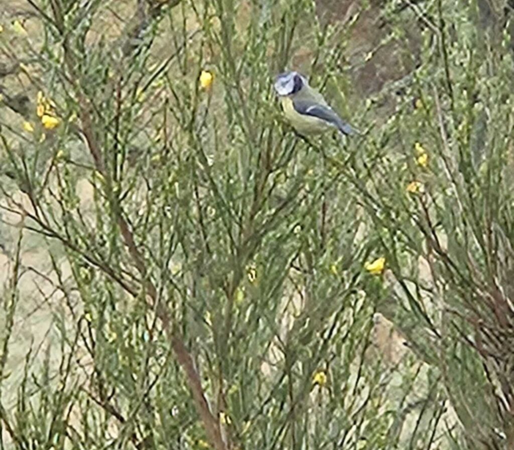 20240427 Wildlife Blue Tit Prt 1