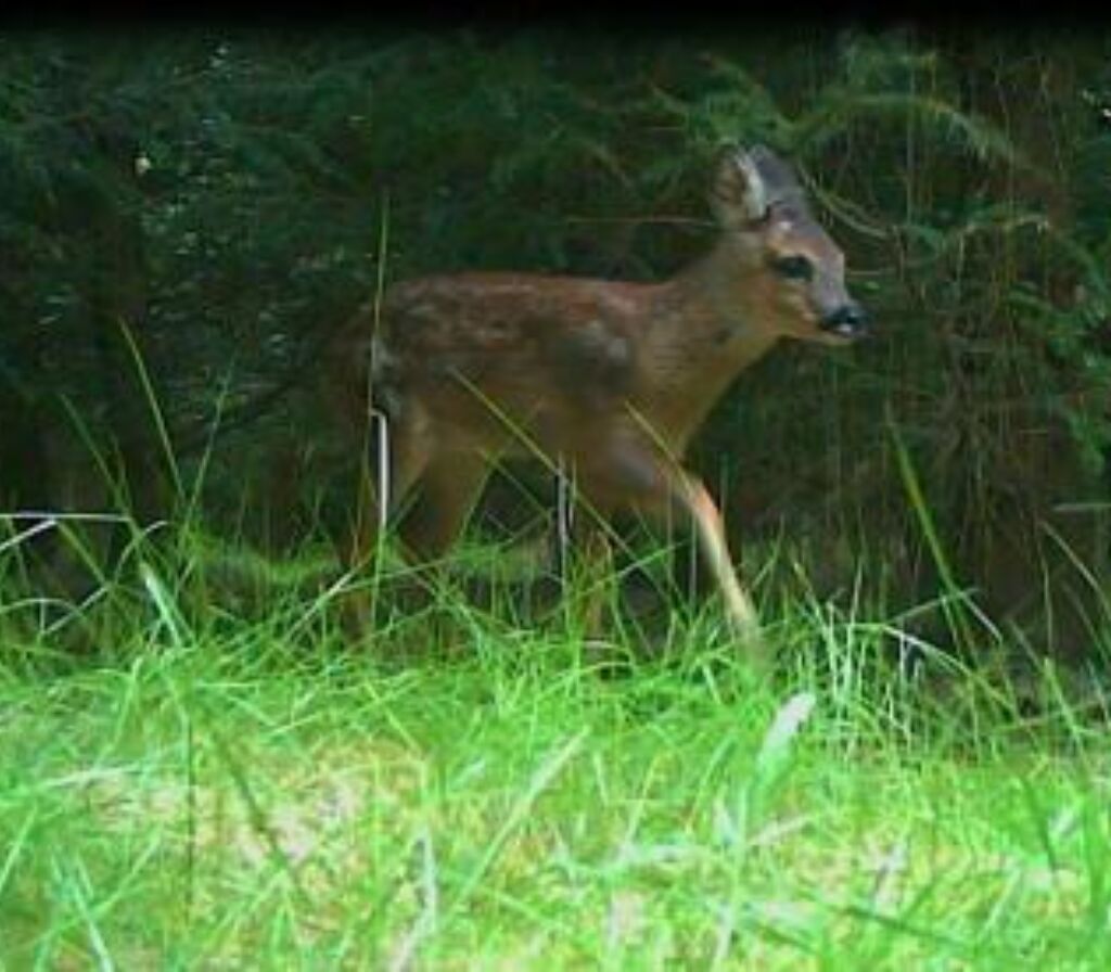 Roe deer fawn