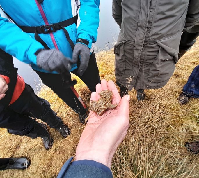 2025 03 22 Mammals toad 113522
