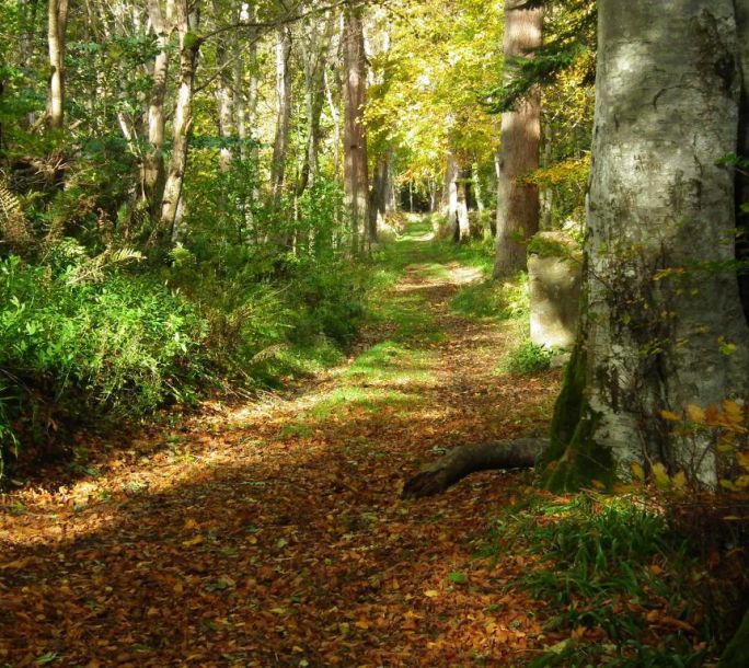 SSI1 Paradise Wood 4302946ee2d5039f050213c5b245b3a2 1024x0